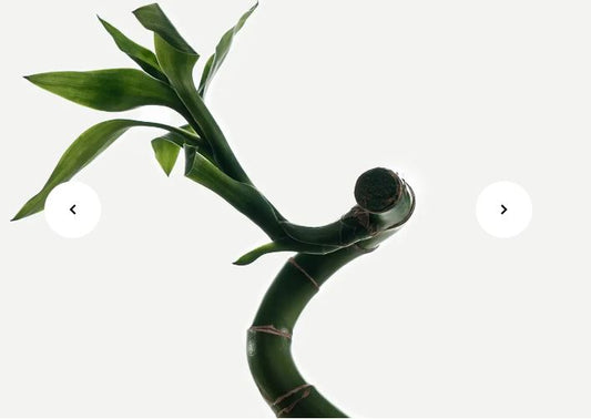 L12 — Purifying Face Gel Cleanser 2% Zinc PCA + Bamboo Extract