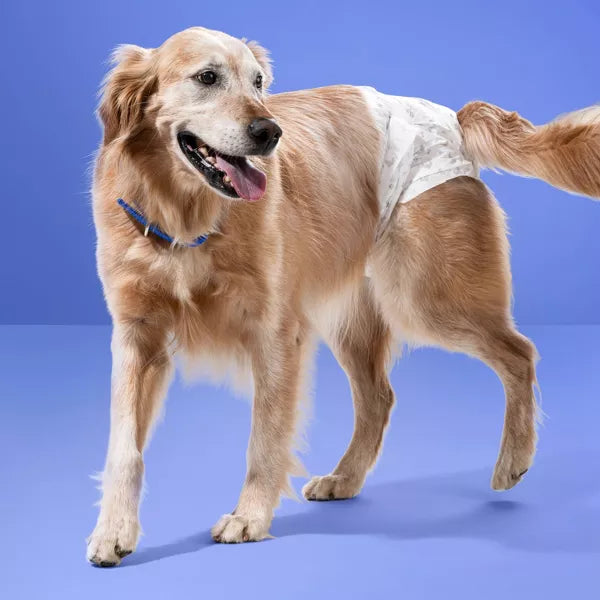 up&up Female Dog Diapers, L/XL, Disposable - 18ct