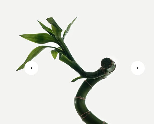 L41 — Purifying Moisturizer 4% Zinc PCA + Bamboo Extract